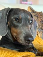 Reserveer teckel pups, Dieren en Toebehoren, CDV (hondenziekte), 8 tot 15 weken, Korthaar, Meerdere