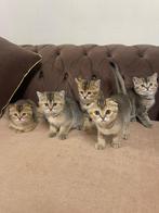 5 prachtige kittens:Scottish Fold x Brits Korthaar& Golden, Dieren en Toebehoren, Katten en Kittens | Raskatten | Korthaar, Meerdere dieren