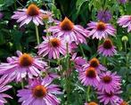 Echinacea purpurea Magnus in P9 pot., Volle zon, Vaste plant, Zomer, Ophalen