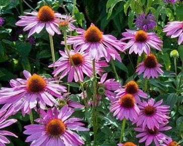 Echinacea purpurea Magnus in P9 pot., Tuin en Terras, Planten | Tuinplanten, Vaste plant, Overige soorten, Volle zon, Zomer, Ophalen