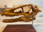 Velociraptor replica schedel / dinosaurus, Verzamelen, Mineralen en Fossielen, Ophalen of Verzenden, Fossiel