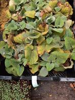 Phlomis russeliana Brandkruid zomerbloeier, Bodembedekkers, Volle zon, Vaste plant, Ophalen of Verzenden