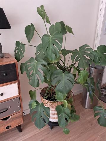 Monstera / gatenplant beschikbaar voor biedingen