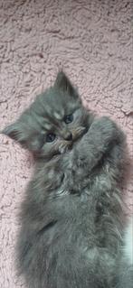 Mooie pers kitten, Dieren en Toebehoren, Katten en Kittens | Raskatten | Langhaar, Kater, Ontwormd, 0 tot 2 jaar