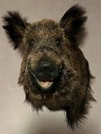 Schitterende grote opgezette kop wild zwijn keiler xxl, Verzamelen, Dierenverzamelingen, Ophalen, Nieuw, Wild dier, Opgezet dier