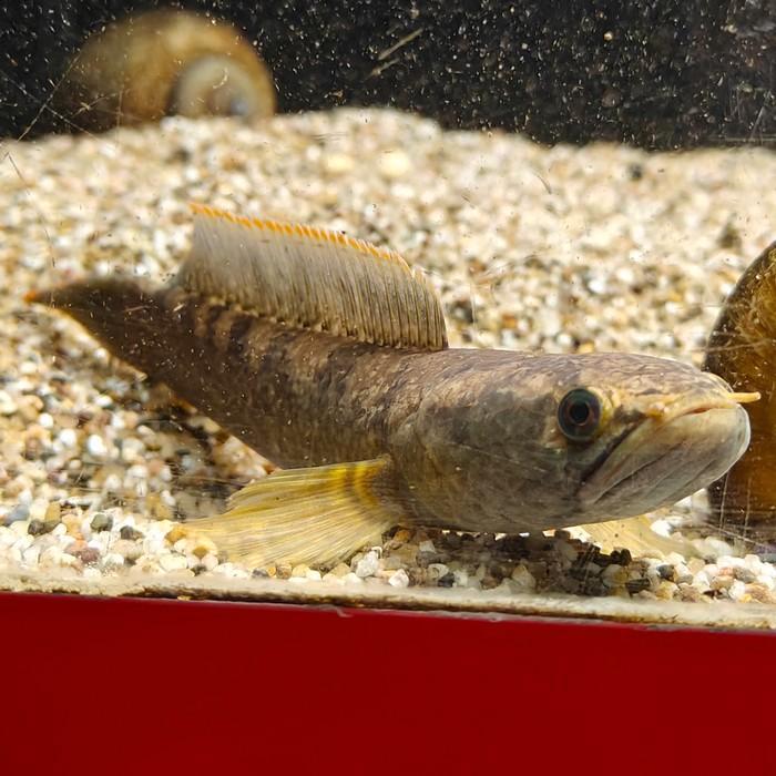 Channa Gachua, Dieren en Toebehoren, Vissen | Aquariumvissen, Vis