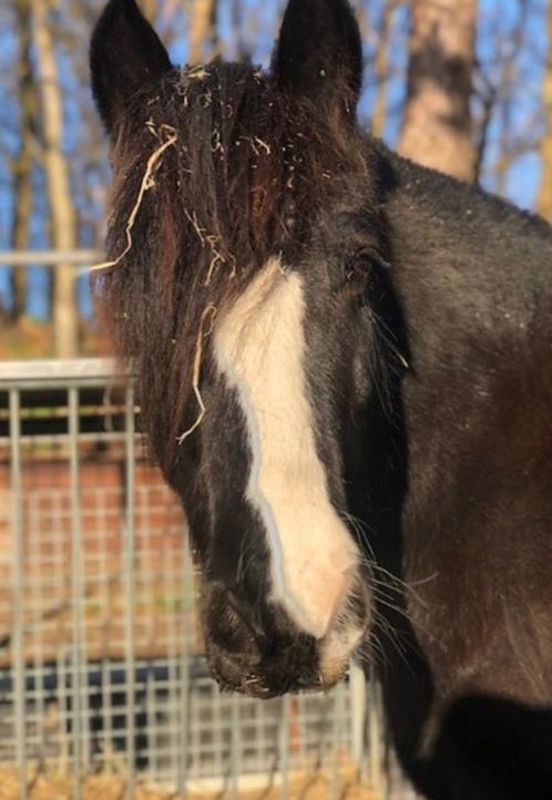 Verzorgers gezocht voor onze pony’s Happy en Roos, Diensten en Vakmensen, Dieren | Paarden | Verzorging, Oppas en Les