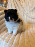 Pomeriaan pup mini reutje zeldzaam zwart/wit mag gelijk mee!, 8 tot 15 weken, Parvo, Eén hond, Nederland