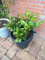 Camelia, Tuin en Terras, Planten | Tuinplanten, Ophalen, Overige soorten, Volle zon