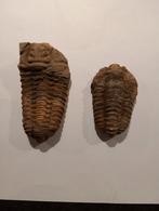 Trilobieten, Ophalen of Verzenden