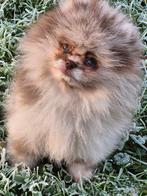 Pomeranian pupje reutje, 8 tot 15 weken, Eén hond, Nederland, Particulier