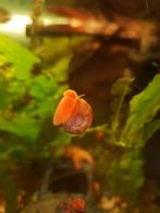 Gratis slakjes, Dieren en Toebehoren, Vissen | Aquaria en Toebehoren, Ophalen, Plant(en), Steen of Hout