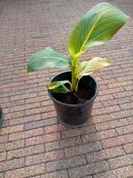 Canna stekken met bont blad, Ophalen, Zomer, Overige soorten, Volle zon