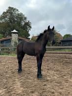 Fries merrie veulen, veulenboek, en stamboekmerrie., Dieren en Toebehoren, Paarden, Merrie, Tuigpaard, 0 tot 2 jaar