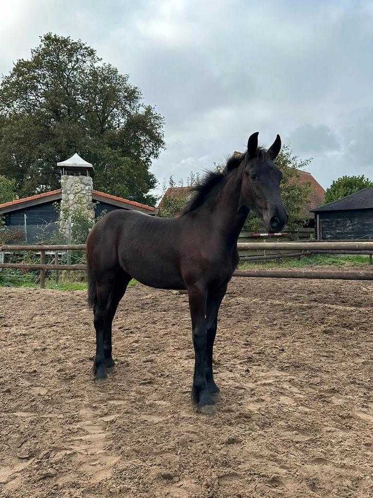 Fries merrie veulen, veulenboek, en stamboekmerrie., Dieren en Toebehoren, Paarden, Merrie, 0 tot 2 jaar, Tuigpaard