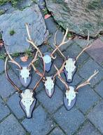 Prachtige Edelhert & Damhert schedels schild kleine prijsjes, Verzamelen, Dierenverzamelingen, Ophalen of Verzenden, Zo goed als nieuw