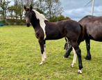 Barock pinto merrie veulen met 1e premie uit sportlijntje, Dieren en Toebehoren, Merrie, Niet van toepassing, Dressuurpaard, 0 tot 2 jaar