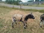 Overjarige Dekram zwartbont, Dieren en Toebehoren, Schapen, Geiten en Varkens, Mannelijk, Schaap