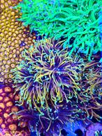 Felgekleurde koralen stekken uit eigen kweek, Ophalen