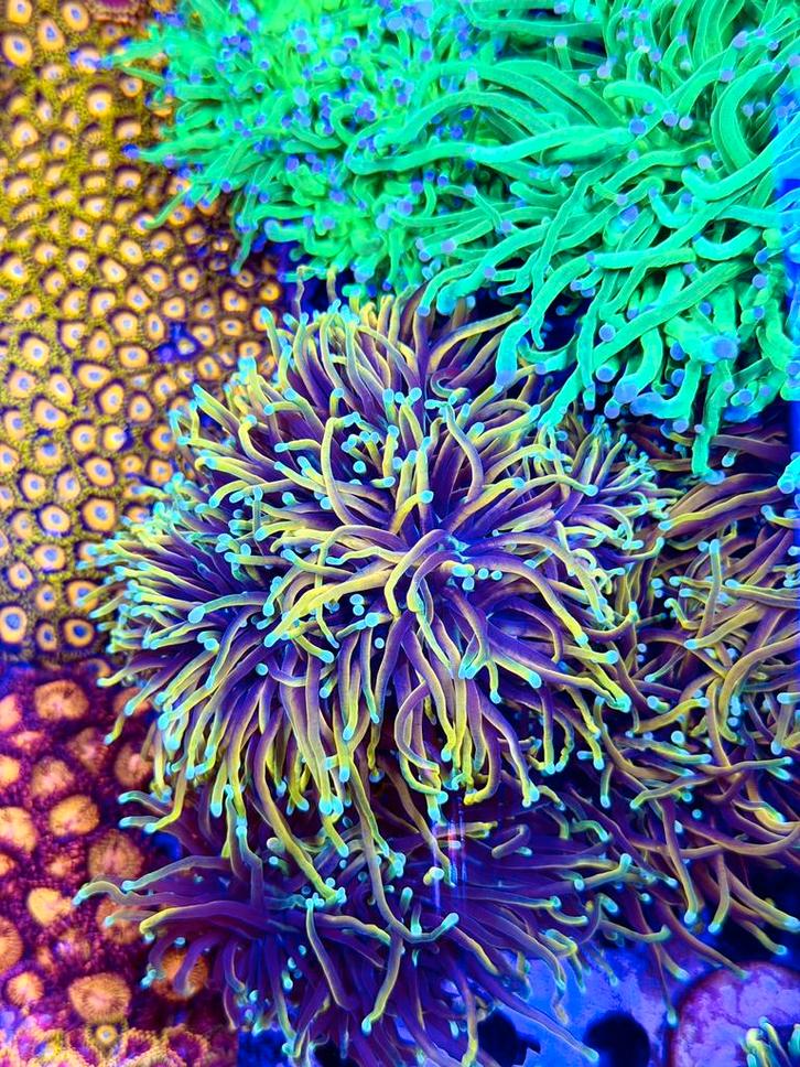 Felgekleurde koralen stekken uit eigen kweek, Dieren en Toebehoren, Vissen | Aquaria en Toebehoren, Ophalen