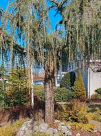 Cedrus Atlantica Glauca Pendula (Treurceder) maat 77cm, Tuin en Terras, Planten | Bomen, Ophalen, Volle zon, Overige soorten