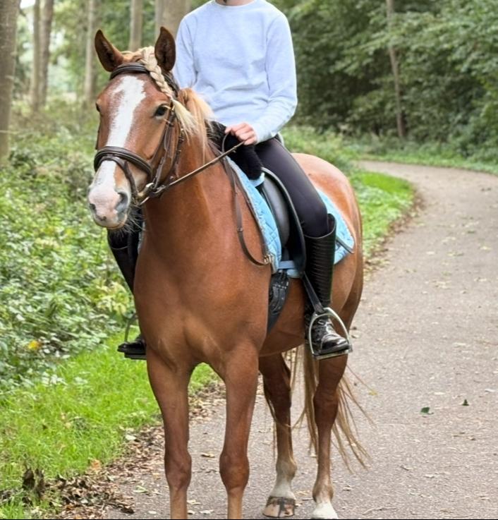 Onwijs leuke en lieve 5 jarige merrie, Dieren en Toebehoren, Paarden, Merrie, Minder dan 160 cm, 3 tot 6 jaar, Recreatiepaard