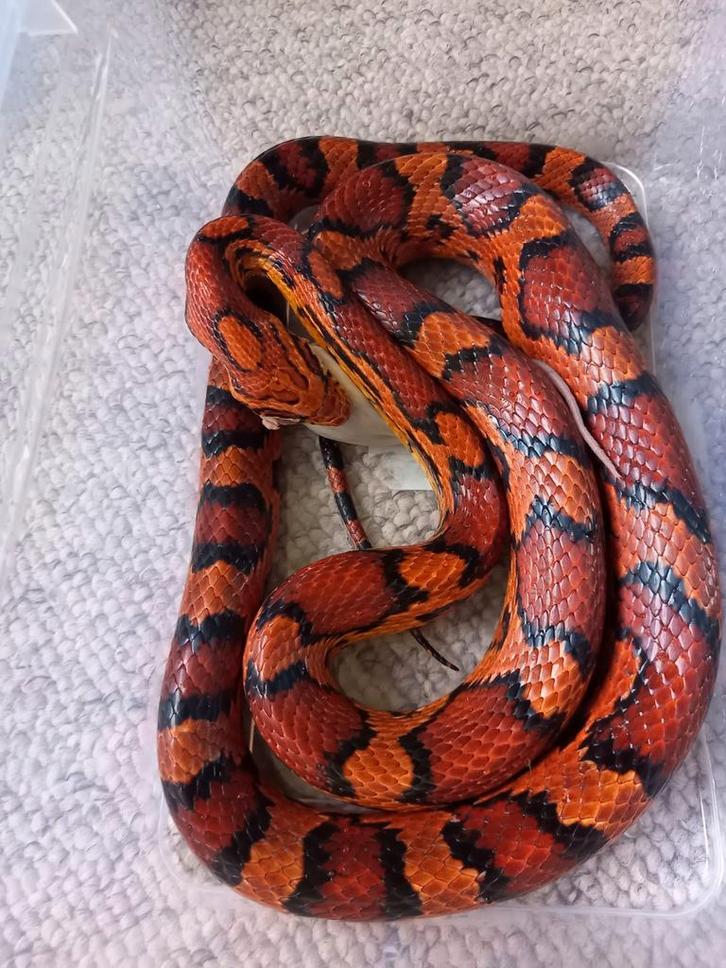 Hele mooi okeetee rattenslang 6 jaar oude man