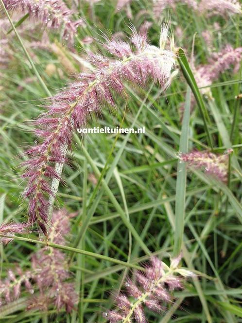 Pennisetum orientale Karley Rose lampenpoetsersgras., Tuin en Terras, Planten | Tuinplanten, Overige soorten, Halfschaduw, Zomer