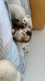 Brits kortehaar kittens, Dieren en Toebehoren, Katten en Kittens | Raskatten | Langhaar, Meerdere dieren
