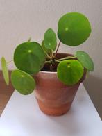 kamerplant Pannenkoekplant, Ophalen, In pot, Halfschaduw, Minder dan 100 cm
