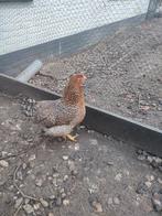 Mooie jonge Bielefelder hen - groot ras, Vrouwelijk, Kip