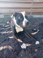 Knappe en Lieve hond te koop!, 6 jaar of ouder, Reu, Eén hond, Nederland