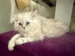 Mooie mix van Pers en Britse langhaar, Dieren en Toebehoren, Katten en Kittens | Raskatten | Langhaar, Kater, Ontwormd