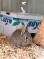 Jonge konijntjes kruising Vlaamse reuze, Dieren en Toebehoren, Meerdere dieren, Groot, Hangoor