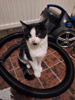 .2 kleine boefjes zoeken een warm huisje., Dieren en Toebehoren, Meerdere dieren