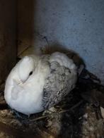 Mooi Duiven te koop, Dieren en Toebehoren
