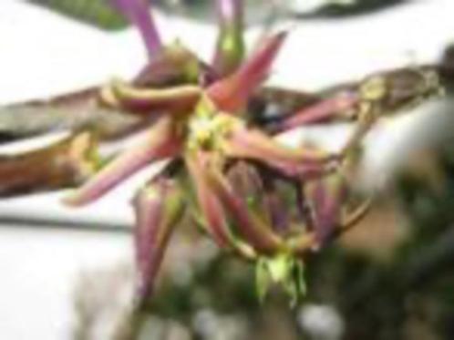 Caudex Fockea Natalensis uit Zuid Afrika in de 8,5 cm pot., Huis en Inrichting, Kamerplanten, Overige soorten, Minder dan 100 cm