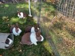 Raszuivere hollander ram, Dieren en Toebehoren, Konijnen, Mannelijk, Groot