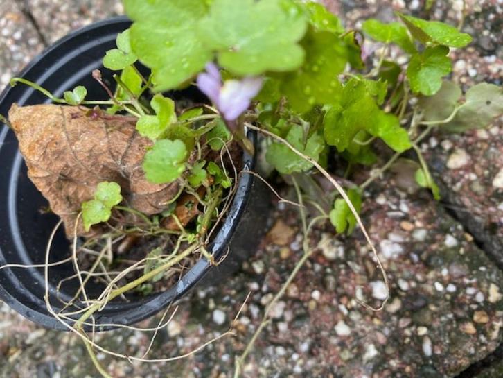 muurleeuwebek, Tuin en Terras, Planten | Tuinplanten, Vaste plant, Overige soorten, Volle zon, Ophalen