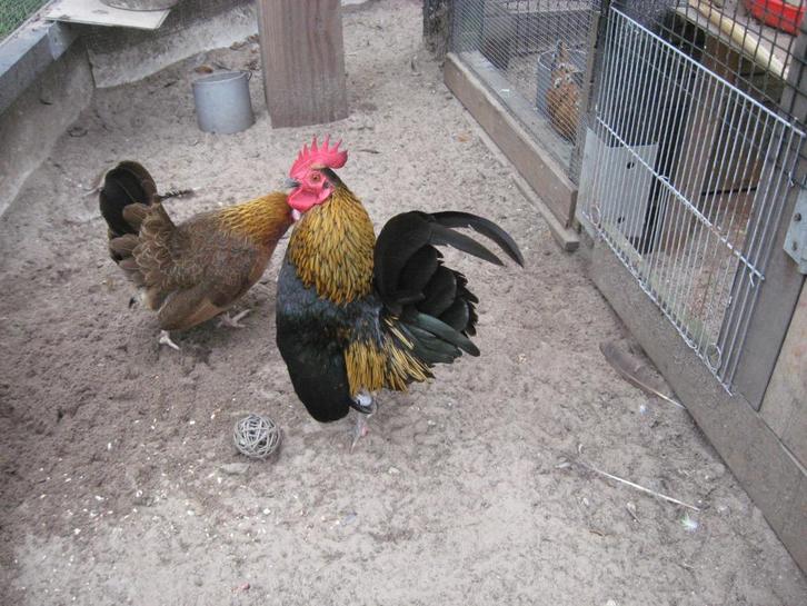 Prachtig toom kleine krielkipjes., Dieren en Toebehoren, Pluimvee, Kip, Meerdere dieren