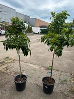 Mandarijnbomen, Ophalen, Volle zon, Palmboom