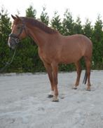 Lieve 6 jarige ruin (Toto jr. X Negro), Dieren en Toebehoren, Paarden, B, Ruin, Dressuurpaard, 3 tot 6 jaar