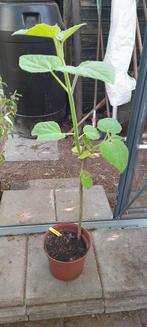 Anna pauwloma stekken te koop, Tuin en Terras, Ophalen, Overige soorten, Zomer