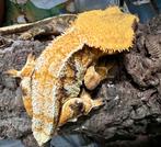 1.0 Wimpergekko 2022 tricolor lilly white, Dieren en Toebehoren, Reptielen en Amfibieën, Hagedis, 0 tot 2 jaar