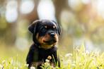 Rottweiler pups, Reu, 8 tot 15 weken, Meerdere, Rottweiler
