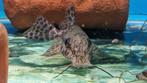 giraffe meerval (Auchenoglanis occidentalis), Vis, Zoetwatervis