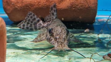 giraffe meerval (Auchenoglanis occidentalis) beschikbaar voor biedingen