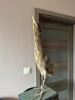 Opgezette Roerdomp uit 1977 dus 50 Jaar oud, Ophalen