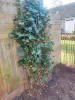 klimop 2 stuks, Tuin en Terras, Planten | Bomen, Ophalen, Halfschaduw, Overige soorten, 100 tot 250 cm