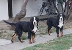 Berner Sennenhond puppy's, Dieren en Toebehoren, Rabiës (hondsdolheid), Overige rassen, 8 tot 15 weken, Meerdere